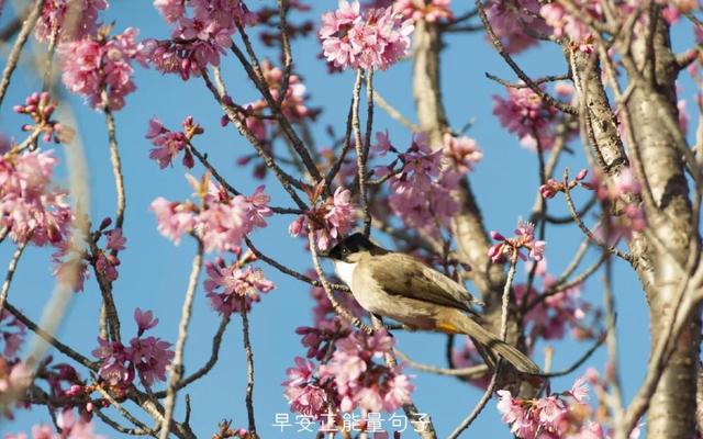 简短一句话早安心语 早上吸引朋友圈的句子