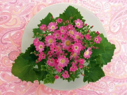 能让女生感动的情话，唯美暖心，比糖还要甜！