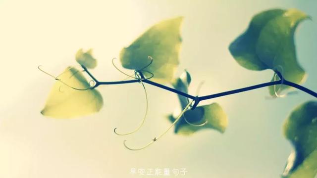 早上吸引朋友圈的句子