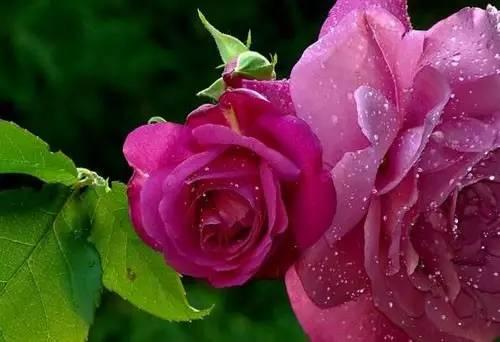 早安心语爱情 早安分享爱情语录