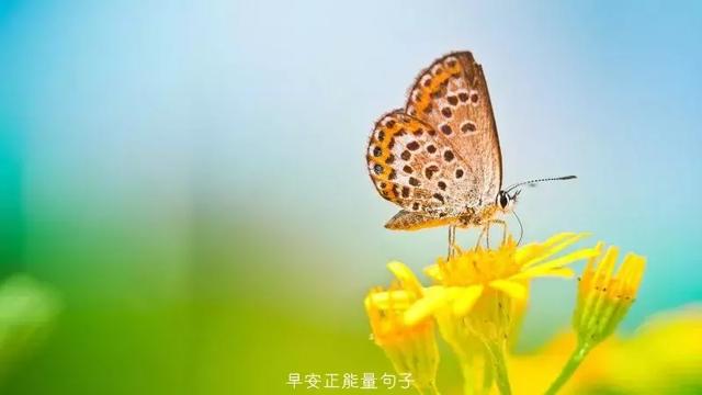 早上吸引朋友圈的句子