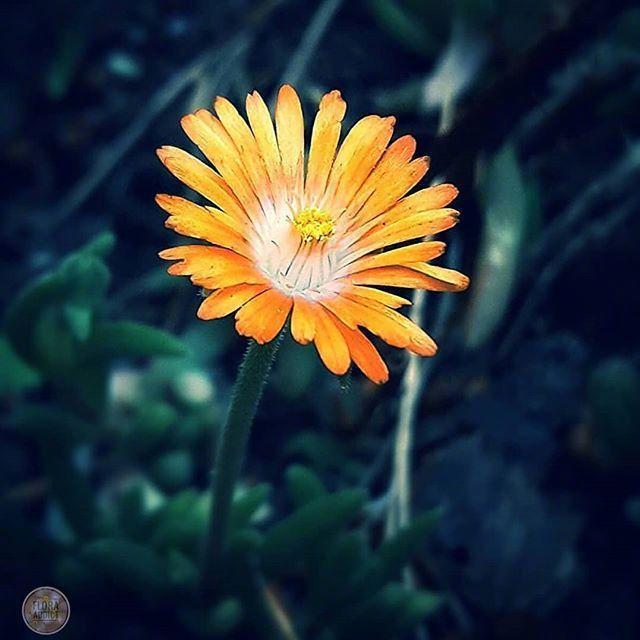 朋友圈睡觉晚安的说说，经典有深意，建议细细品读！