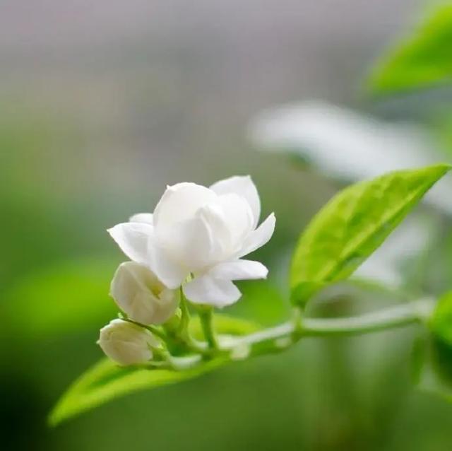 适合早上发的朋友圈说说，让人一见倾心！