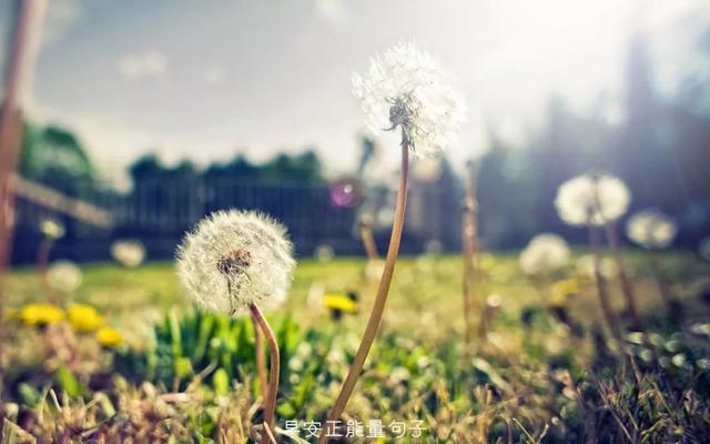 早上吸引朋友圈的句子 早安心语励志的语句