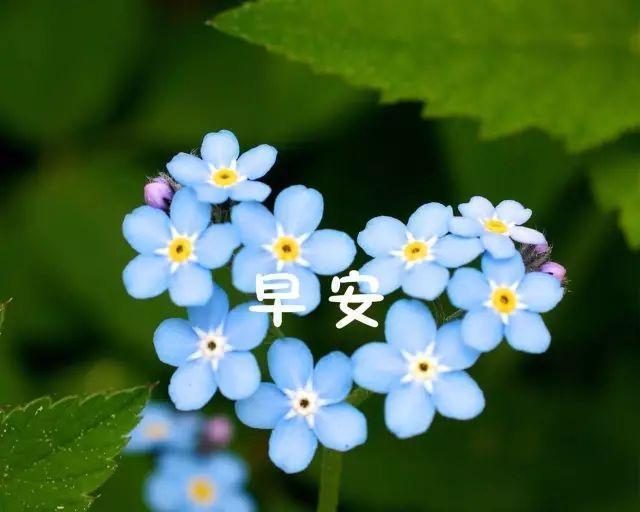 早安心语唯美语录，句句温暖，一起共勉吧