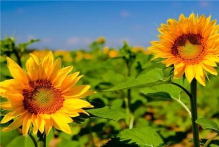 朋友圈说晚安的经典说说，简短精致，别睡太晚，梦会很短！