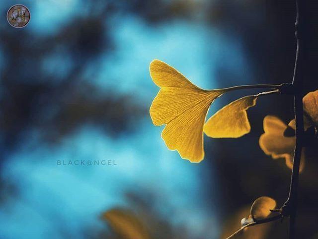 朋友圈睡觉晚安的说说，经典有深意，建议细细品读！