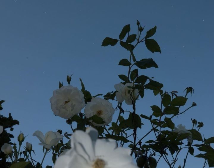 给爱人的睡前晚安祝福语