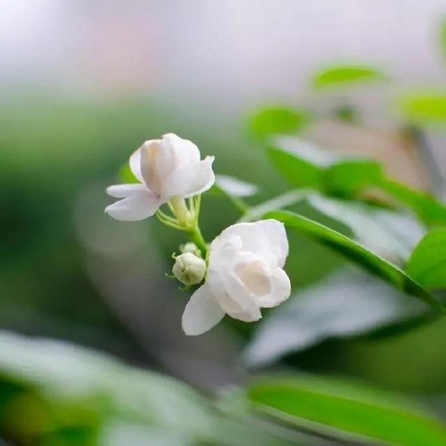 适合早上发的朋友圈说说，让人一见倾心！