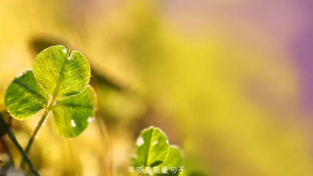 早上吸引朋友圈的句子