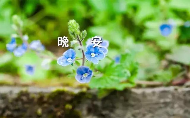 晚安心语语录 晚安经典优美的语句