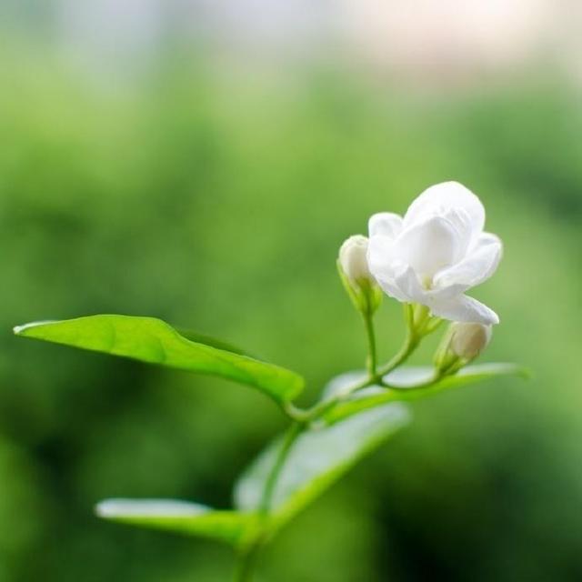 适合早上发的朋友圈说说，让人一见倾心！