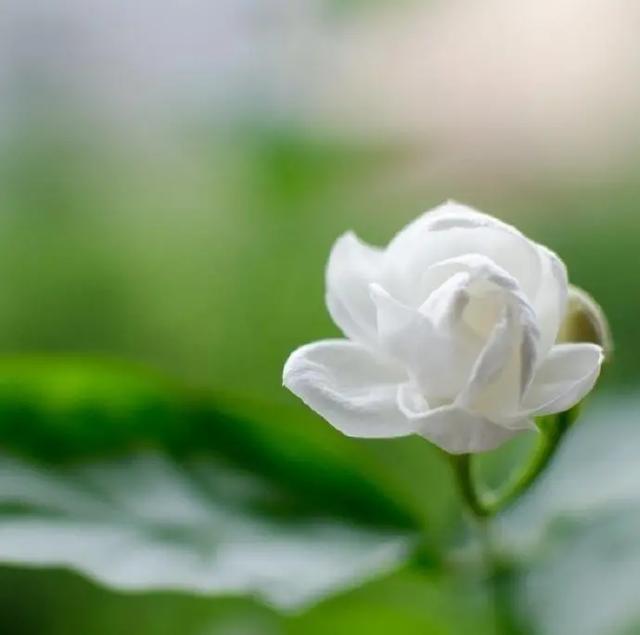 适合早上发的朋友圈说说，让人一见倾心！