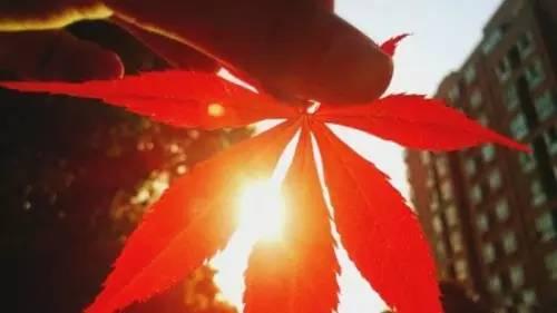 早安心语爱情 早安分享爱情语录